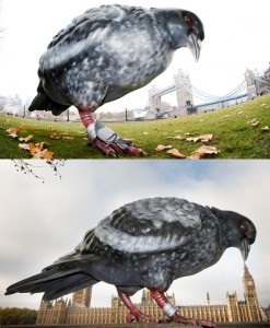 F) Panasonic Pigeon. Battersea London Stephen Hicklin 